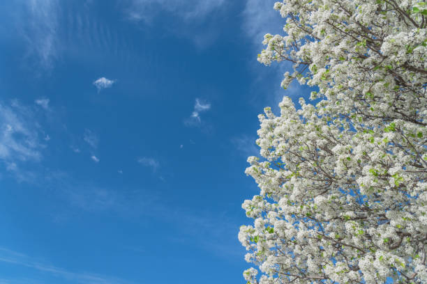istock Flowering Bradford Pear tree blossom in spring at Irving, Texas, USA 944327252