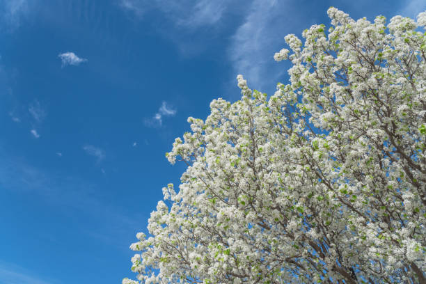 istock Flowering Bradford Pear tree blossom in spring at Irving, Texas, USA 944328352