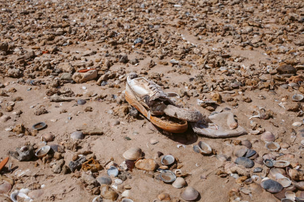 istock Trash on the beach. Abandoned shoe. Garbage and pollution on the beach. Contamination and environment concept. 944329674