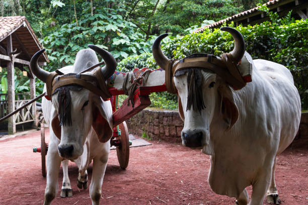 istock Ox and cart 944329928