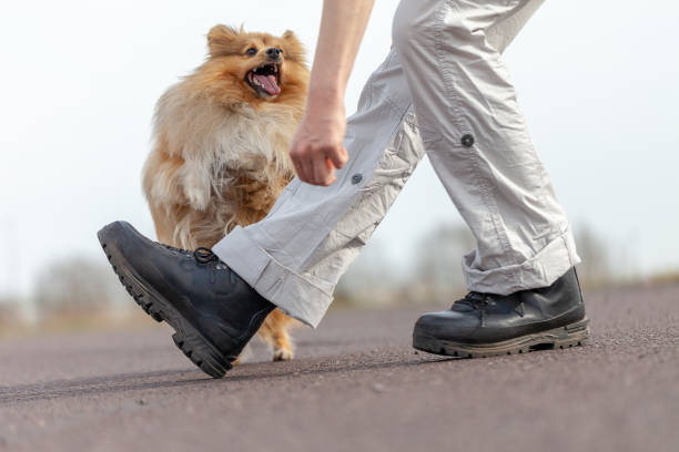 istock human trains jumps over legs with a shetland sheepdog 944336848