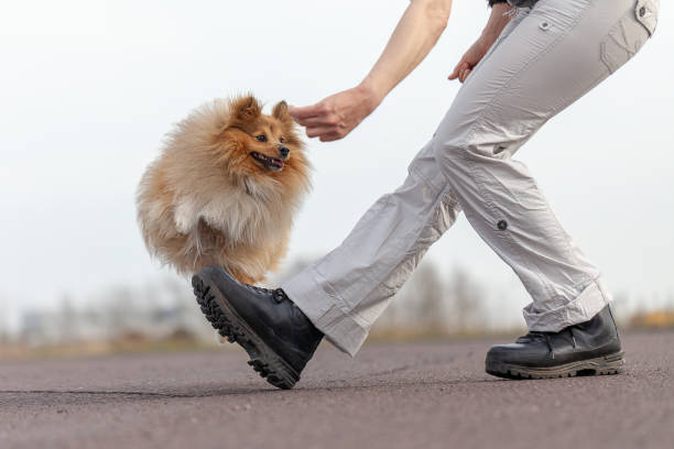 istock human trains jumps over legs with a shetland sheepdog 944336880