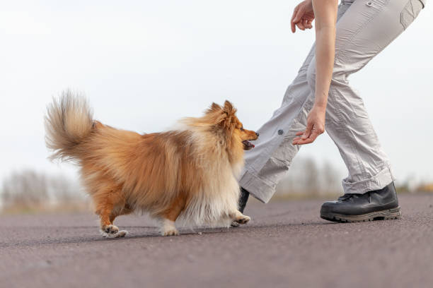 istock human trains jumps over legs with a shetland sheepdog 944336884
