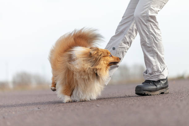 istock human trains jumps over legs with a shetland sheepdog 944336892