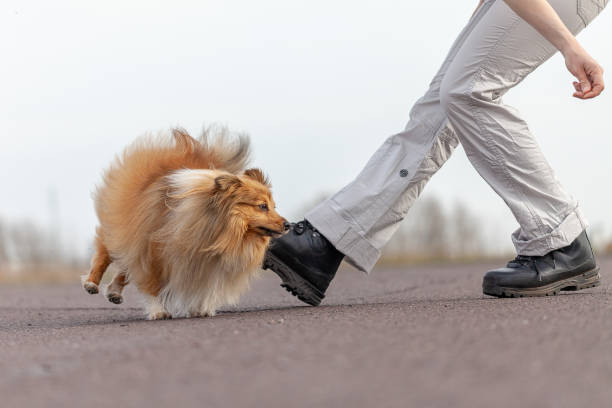 istock human trains jumps over legs with a shetland sheepdog 944336894