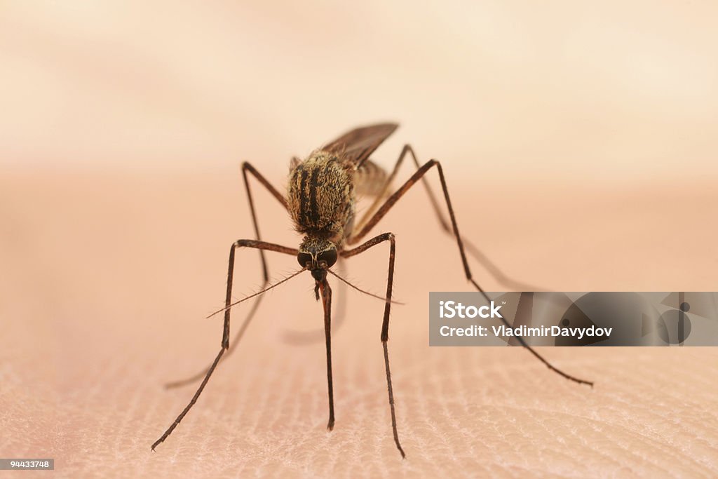 mosquito  Biting Stock Photo