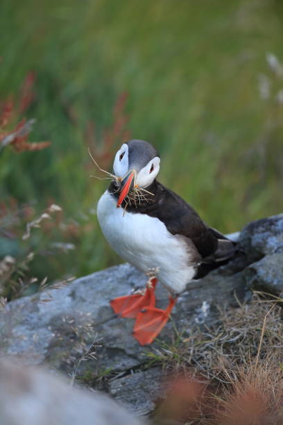 istock Atlantic Puffin or Common Puffin, Fratercula arctica, Norway 944337686