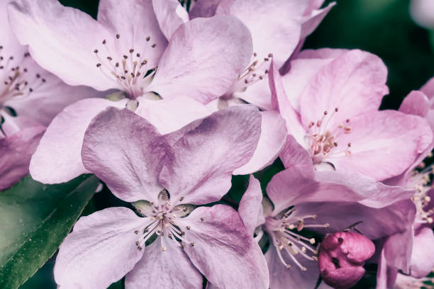 Spring blossom, apple bloom, sakura flowers close-up, natural toned background