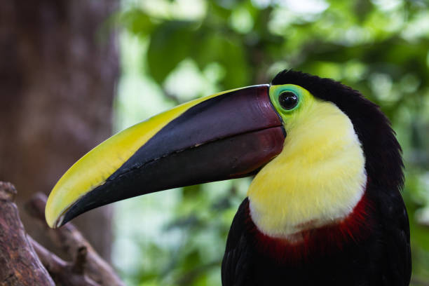 istock tropical bird, Costa Rica 944340940