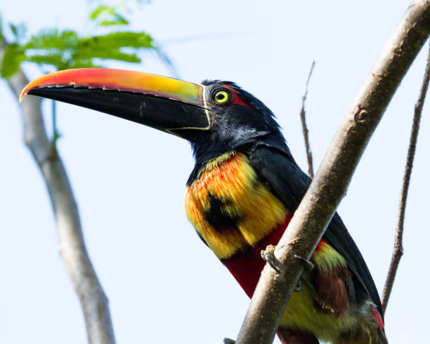 istock tropical bird, Costa Rica 944341264