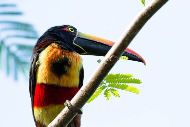 istock tropical bird, Costa Rica 944343242