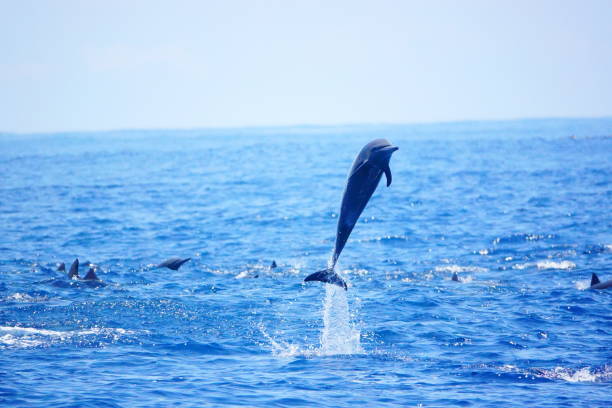 istock dolphins jumping out of ocean water 944343730