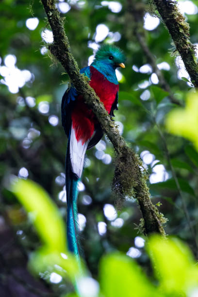 istock tropical bird, Costa Rica 944344180