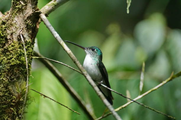 istock Hummingbird in Mindo, Ecuador 944344260