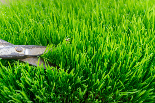 istock cutting English lawn 944344560