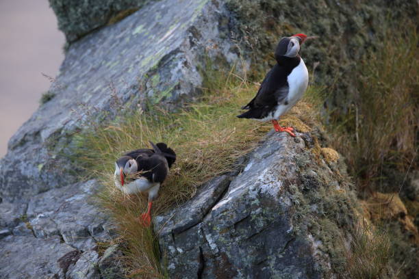 istock Atlantic Puffin or Common Puffin, Fratercula arctica, Norway 944346690