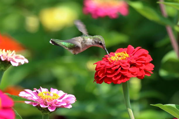 istock Hummingbird in Flower Garden 944346904