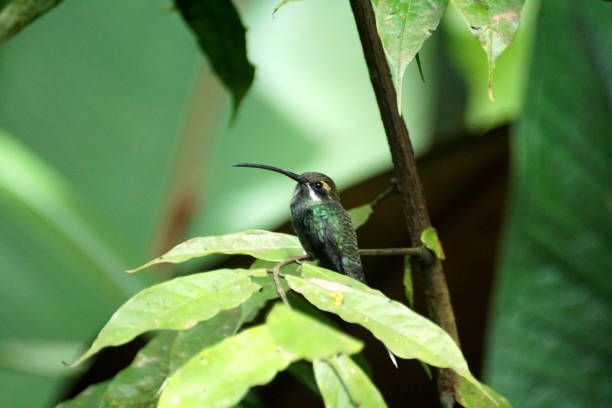 istock Hummingbird in Mindo, Ecuador 944347032
