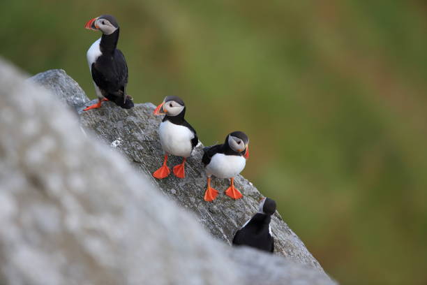 istock Atlantic Puffin or Common Puffin, Fratercula arctica, Norway 944349178