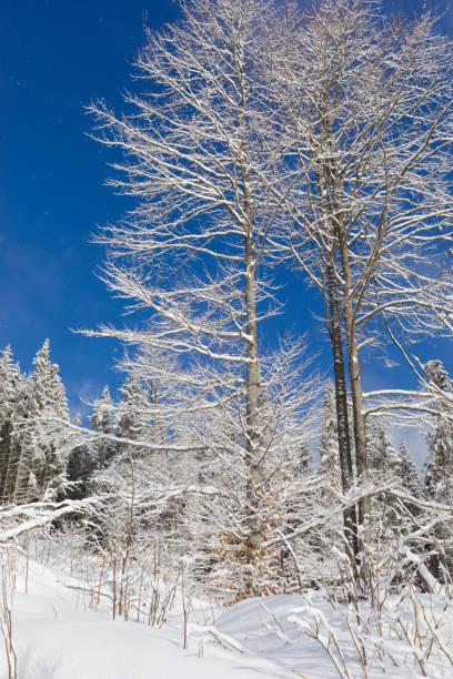 istock White branches of the winter trees 944349212