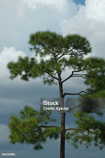 Кашей Дерево И Небо — стоковые фотографии и другие картинки Без людей - Без людей, Вертикальный, Вечнозелёное дерево