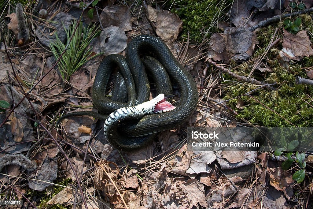 The Grass-cobra pretended ser morto - Foto de stock de Natrix Natrix royalty-free