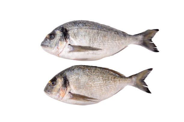 istock Two fresh dorada fishes isolated on white background 944351816