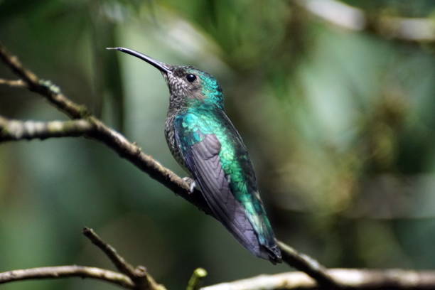 istock Hummingbird in Mindo, Ecuador 944352206