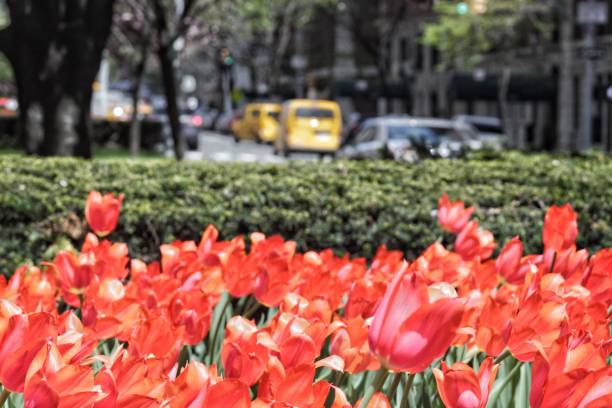istock Tulips and Taxis 944352360