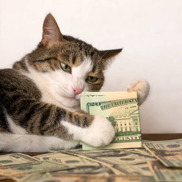 istock Adorable cat playing with dollar banknotes 944352626
