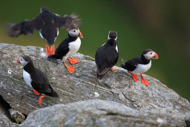istock Atlantic Puffin or Common Puffin, Fratercula arctica, Norway 944352852