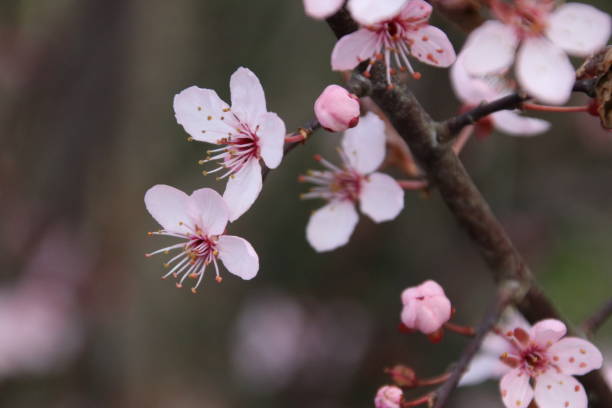 flor-de-rosa no prunus accolade na temporada de primavera - accolade - fotografias e filmes do acervo