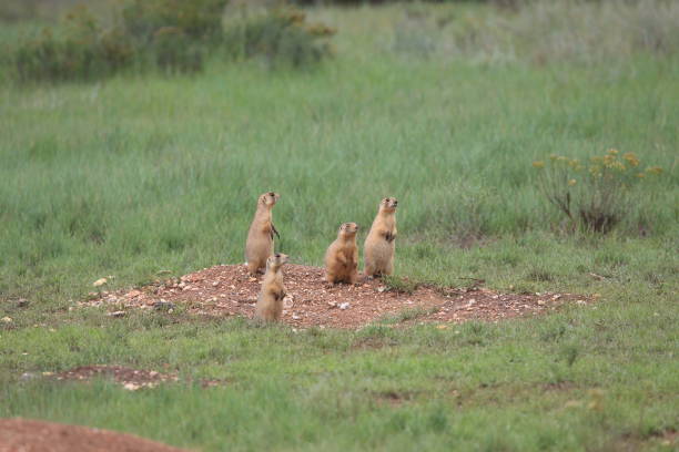 istock Utah Prairie Dog - Bryce Canyon National Park 944355322