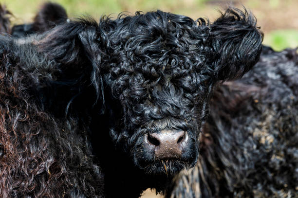 istock Scottish beef cow in Dumfries and Galloway 944355450