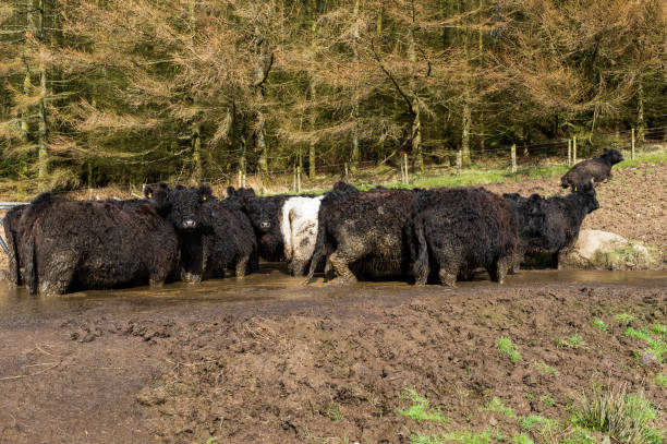 istock Small herd of beef cattle at a feeding station 944355466
