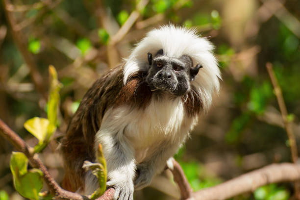 istock Photo little monkey Tamarin in tree crown 944355558