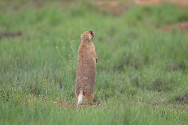 istock Utah Prairie Dog - Bryce Canyon National Park 944356034