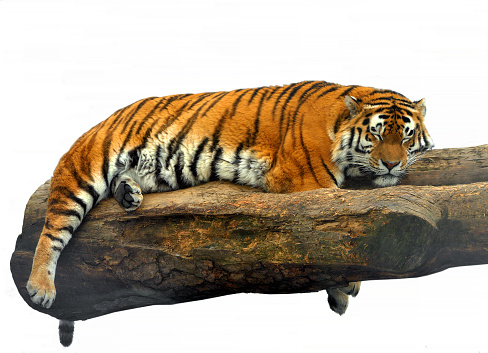 Siberian tiger (Panthera tigris tigris), also called Amur tiger, sleeps on tree