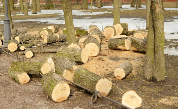 istock Cleaning the Park.Old trees are being cut down. 944360822