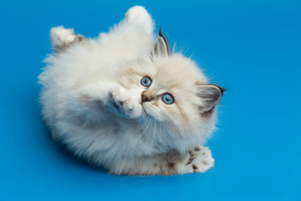 Portrait of Siberian kitten, studio shoot