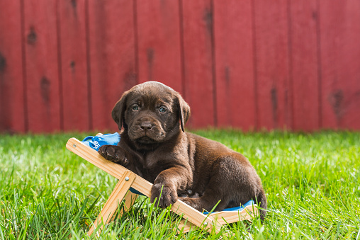 An adorable young Chocolate Labrador puppy looking at the camera while lying down relaxing in a sling chair with blue pillow outside with a red barn wall in the background.