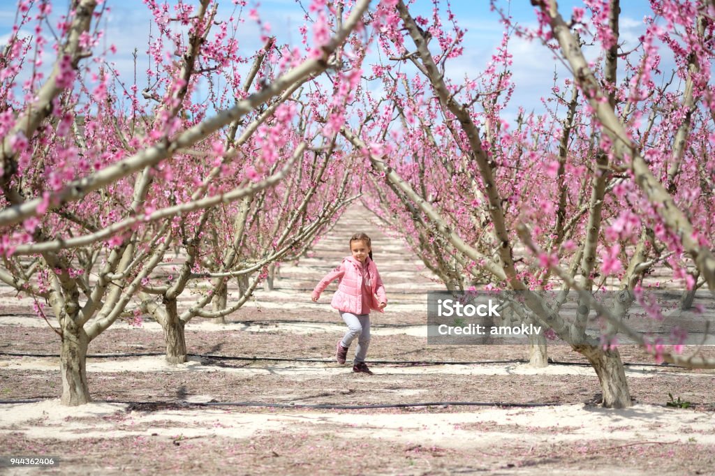 Lovely little girl standing in a grove of fruit trees. Spain Lovely little girl standing in a grove of fruit trees in Cieza in the Murcia region. Peach, plum and nectarine trees. Spain Girls Stock Photo