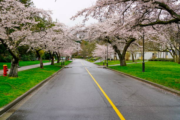 istock Beautiful cherry blossoms in UBC, Vancouver, BC, Canada 944362436