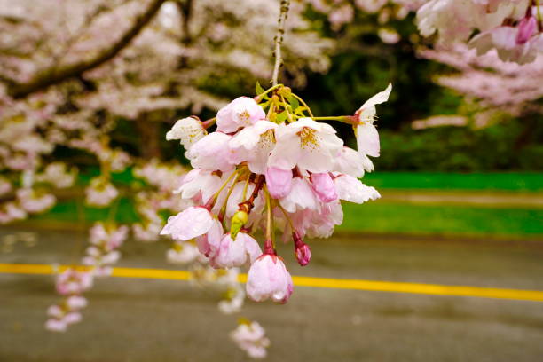 Beautiful cherry blossoms in UBC, Vancouver, BC, Canada