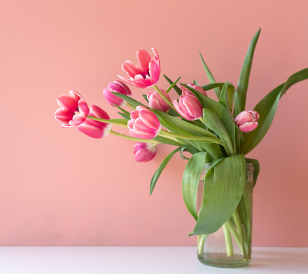Bright pink tulips in glass jar on white shelf against peach background  (selective focus)