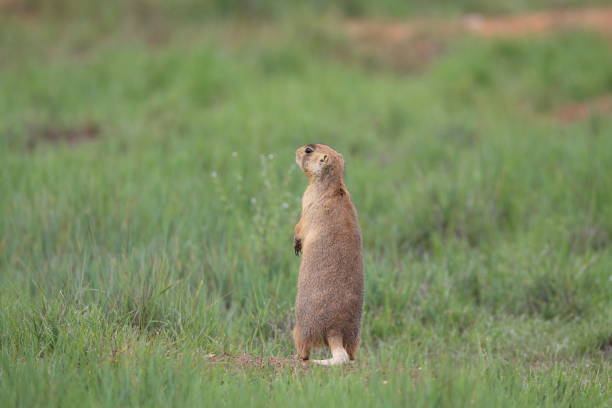 istock Utah Prairie Dog - Bryce Canyon National Park 944362512