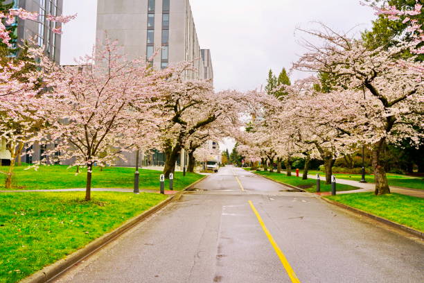 istock Beautiful cherry blossoms in UBC, Vancouver, BC, Canada 944362522