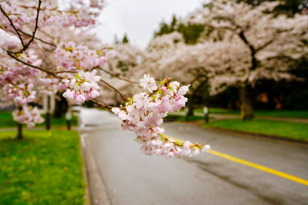 istock Beautiful cherry blossoms in UBC, Vancouver, BC, Canada 944362532