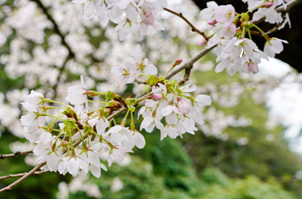istock Beautiful cherry blossoms in UBC, Vancouver, BC, Canada 944362592