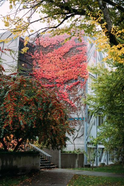 UBC Building Covered in Autumnal Leaves